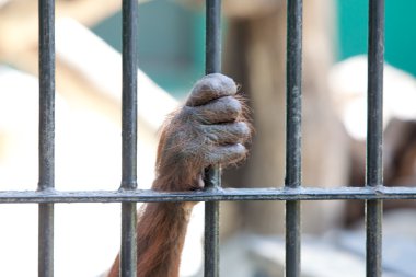 orangutan esaret içinde