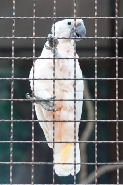 bir kafeste Mölük Kakadu
