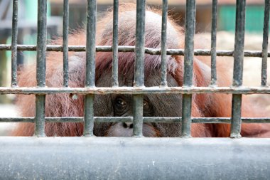orangutan esaret içinde