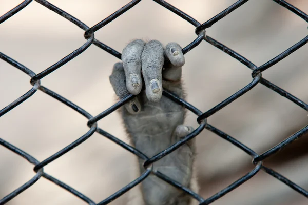 Orang-Utan in Gefangenschaft — Stockfoto
