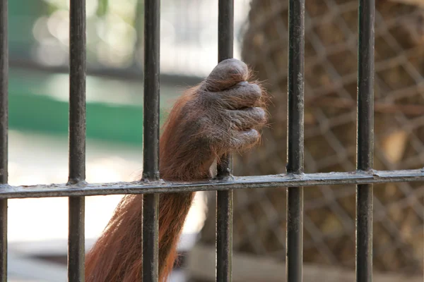 Orangutan in cattività — Foto Stock