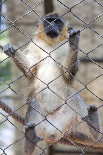 Orangutan in captivity — Stock Photo, Image