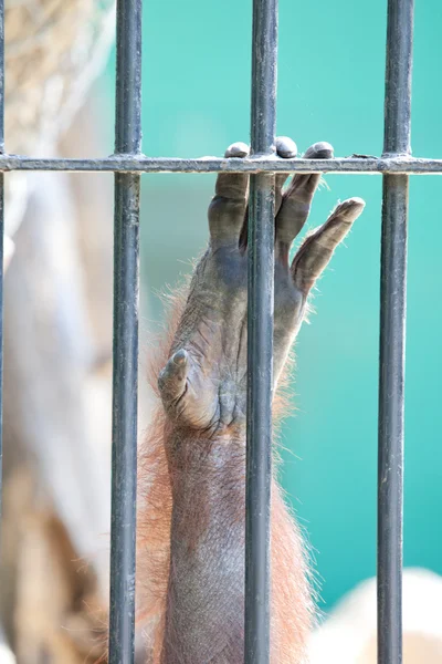 Orangutan in captivity — Stock Photo, Image
