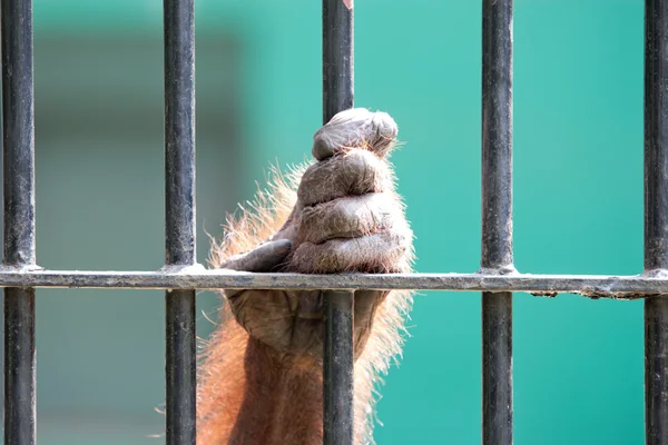 Orangutan in captivity — Stock Photo, Image