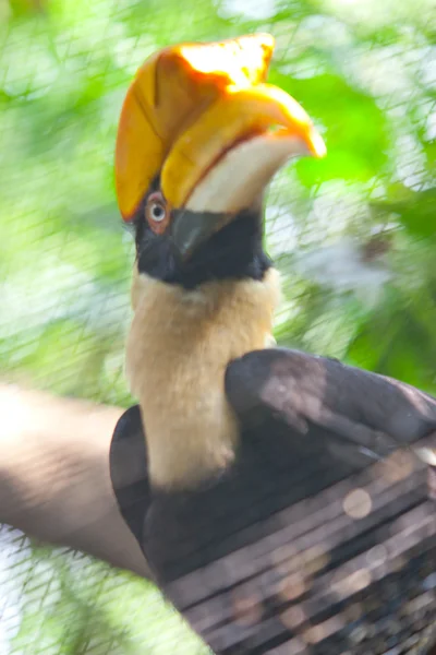 Hornbill — Stock Photo, Image