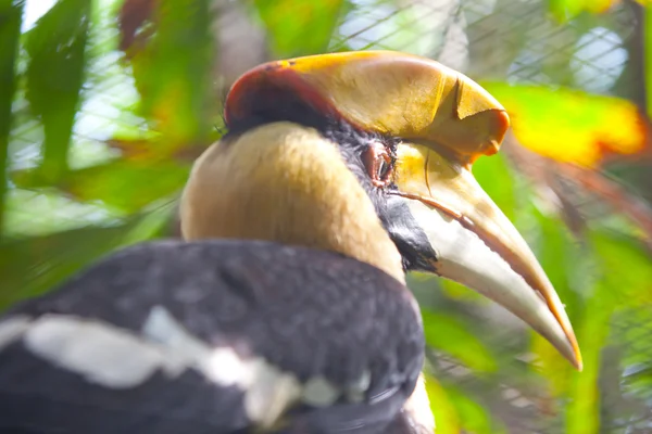 Hornbill — Stock Photo, Image