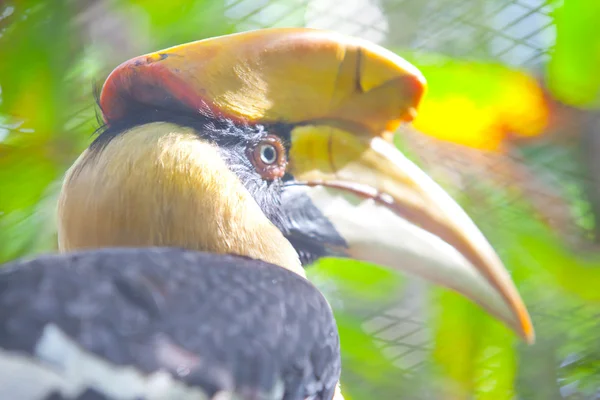 Hornbill — 스톡 사진