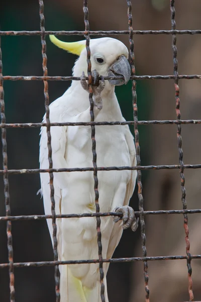 Cacatua — Fotografia de Stock