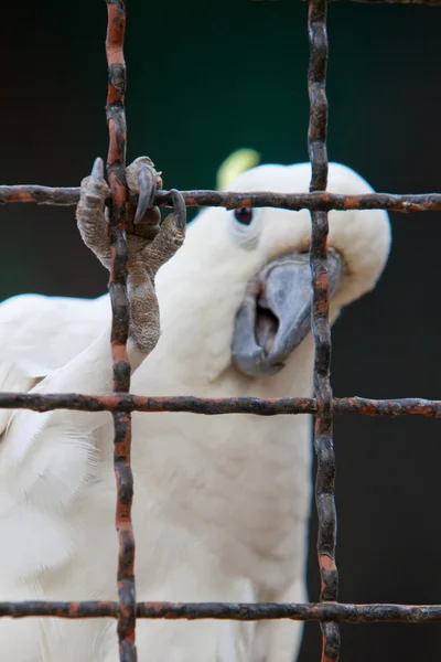 Kakadua — Stockfoto