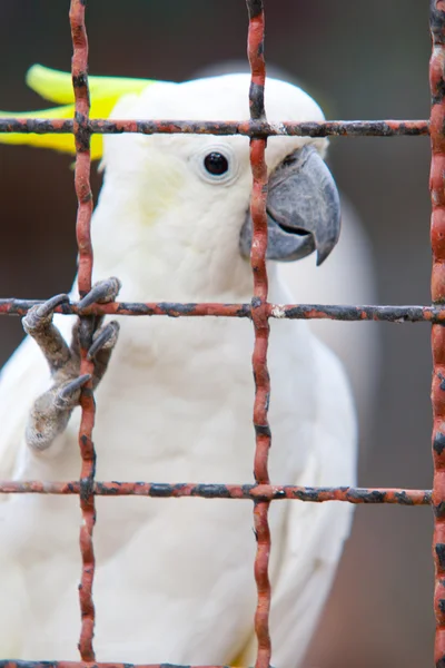 Cacatua — Foto Stock