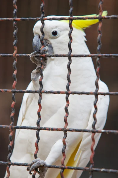 Kakadua — Stockfoto