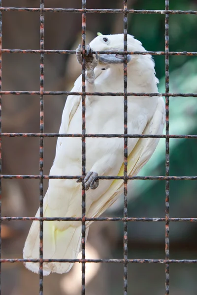 Cockatoo — Stock Photo, Image
