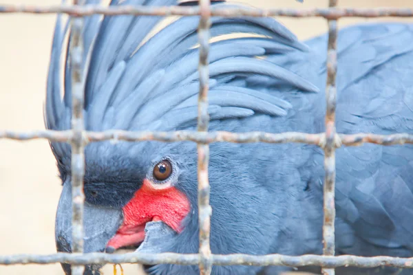 Cacatua preta ou palmeira — Fotografia de Stock