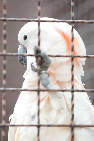 Moluccan cockatoo in a cage — Stock Photo, Image