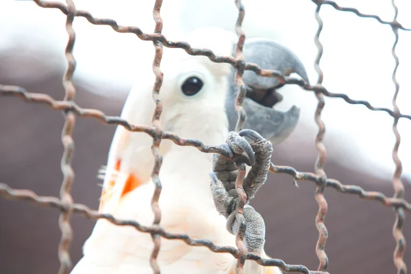 Moluccan cockatoo in a cage — Stock Photo, Image