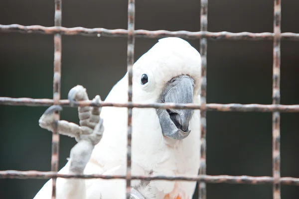 Moluccan cockatoo in a cage — Stock Photo, Image