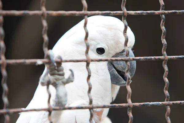 Cacatua molucana em uma gaiola — Fotografia de Stock