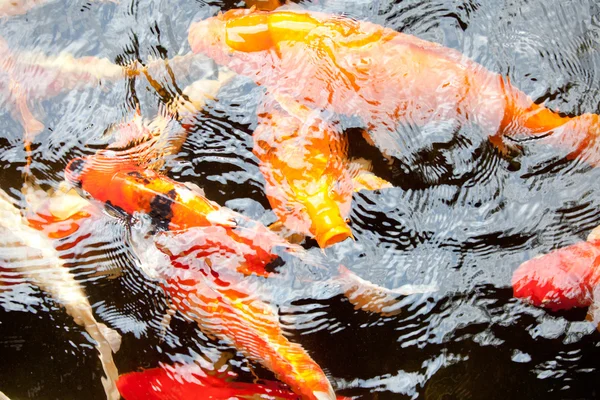 Japanese Koi waiting for food — Stock Photo, Image