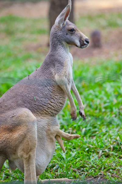 Irmawallabie met een joey in het zakje — Stockfoto