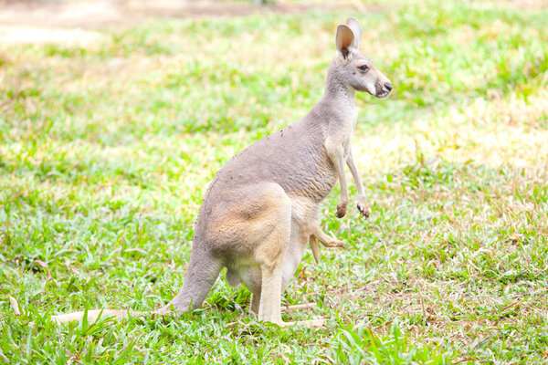 Wallaby with a Joey in the pouch