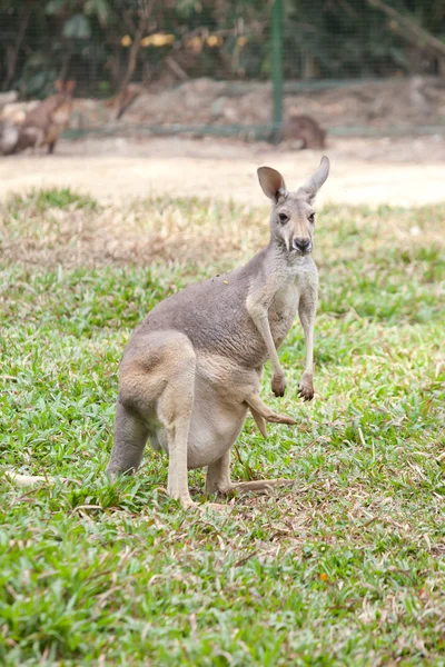 Irmawallabie met een joey in het zakje — Stockfoto