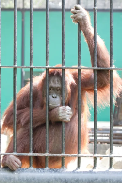 Urangutan în captivitate — Fotografie, imagine de stoc