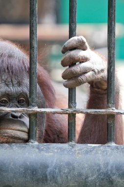 orangutan esaret içinde