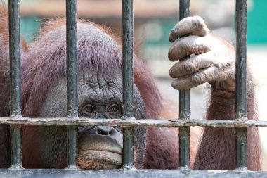 orangutan esaret içinde