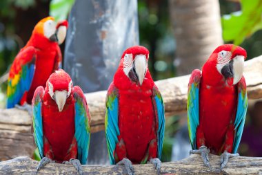 Scarlet Amerika papağanı