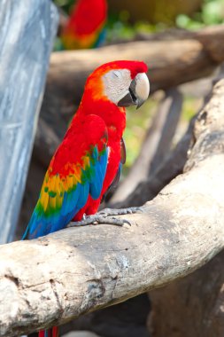 Scarlet Amerika papağanı