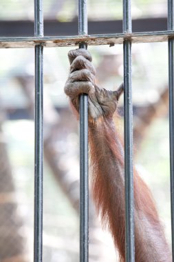 orangutan esaret içinde
