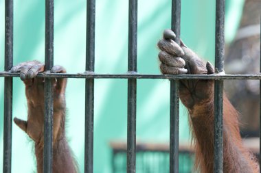 orangutan esaret içinde