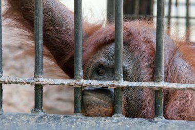orangutan esaret içinde