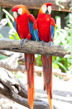 scarlet macaws clipart
