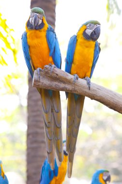 Scarlet Amerika papağanı