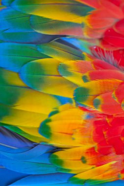 Scarlet Amerika papağanı