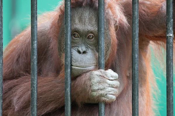 Orangután en cautiverio — Foto de Stock