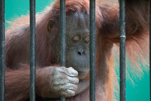 Orangutan in captivity — Stock Photo, Image