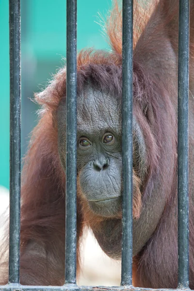 Orangutan in captivity — Stock Photo, Image