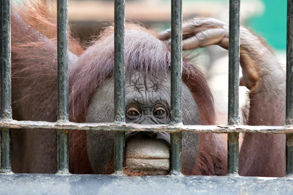 Orangutan in cattività — Foto Stock