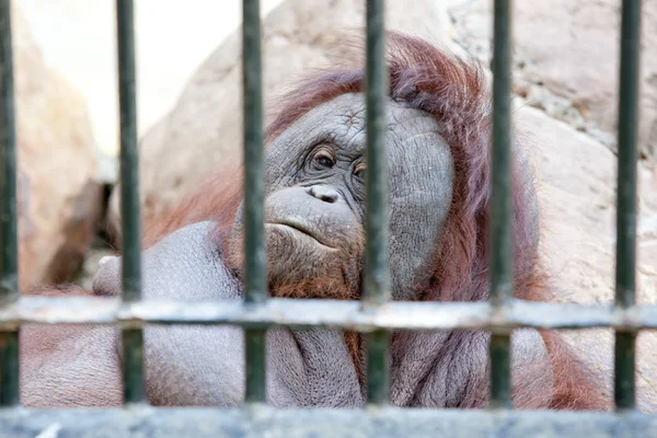 Orangutan in cattività — Foto Stock