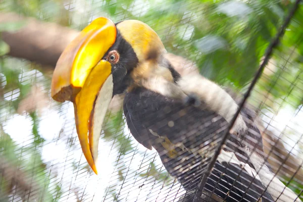 Hornbill — Stock Photo, Image