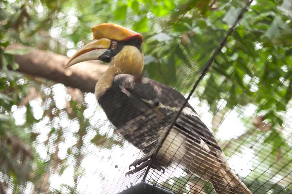 Hornbill — Stock Photo, Image