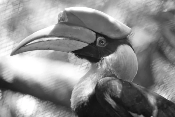 Hornbill. — Foto de Stock