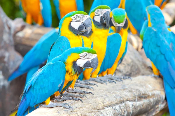 Scarlet macaws — Stock Photo, Image