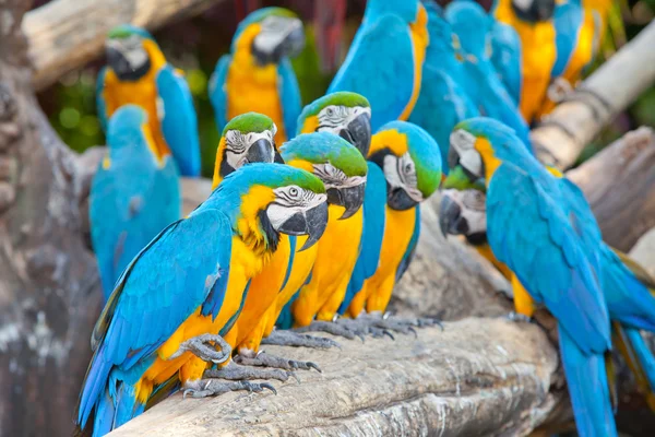 Scarlet macaws — Stock Photo, Image