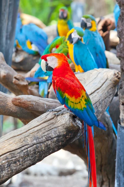 Scarlet macaws — Stock Photo, Image