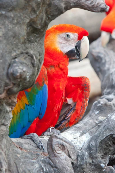 Dieprode macaws — Stockfoto