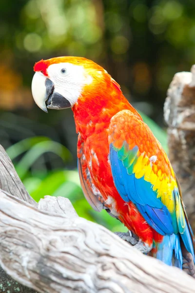 Scarlet Amerika papağanı — Stok fotoğraf