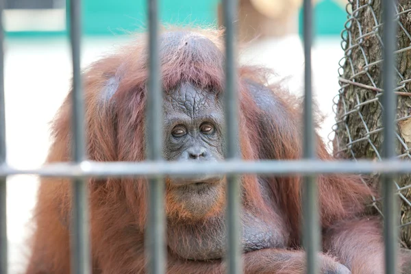 Orangutan in cattività — Foto Stock